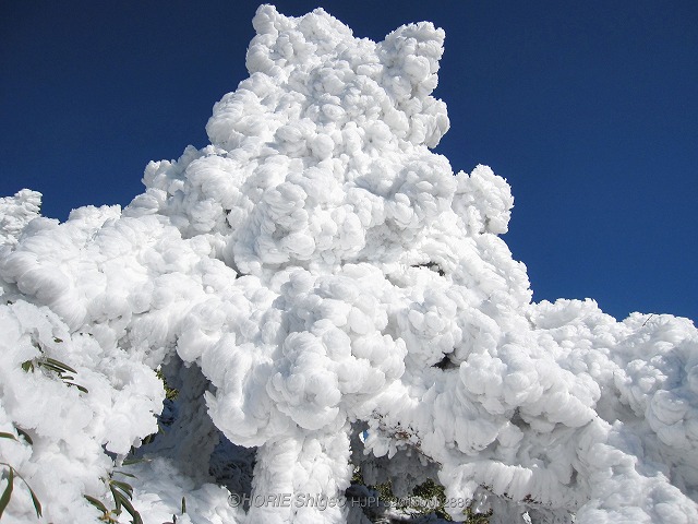 s-奥岳で雪に覆われた杉の木